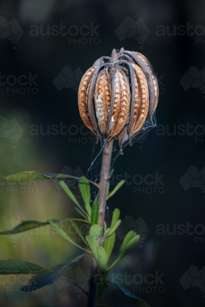 Seedpods of the NSW Waratah - Australian Stock Image