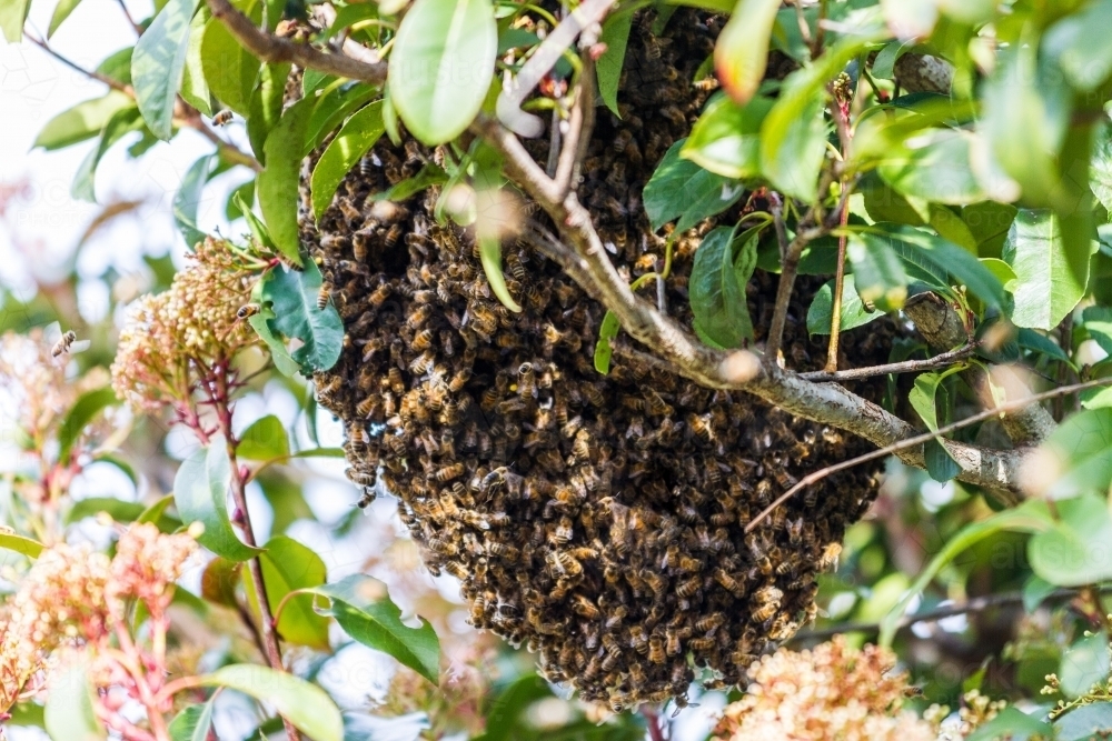 Honey Bee's nesting in a tree forming a hive - Australian Stock Image