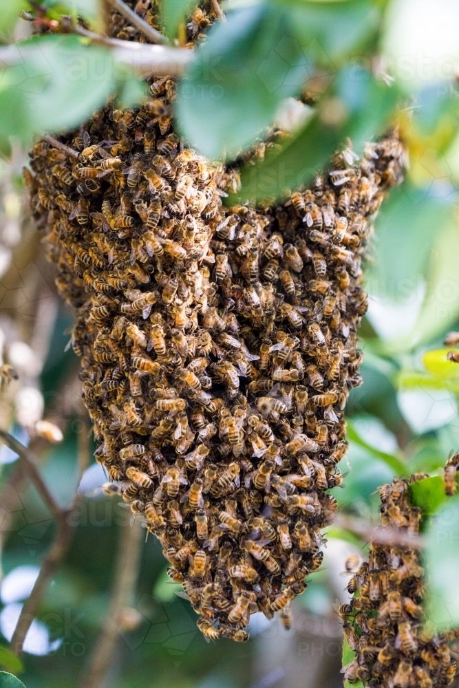 Honey Bee's nesting in a tree forming a hive - Australian Stock Image