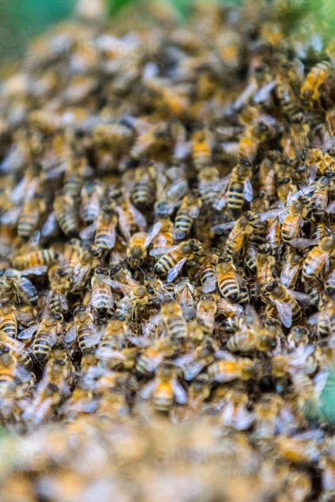 Closeup of Honey Bee's nesting in a tree forming a hive - Australian Stock Image