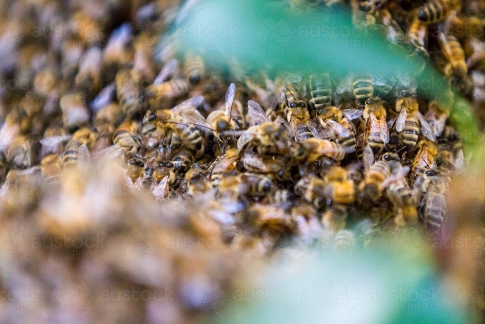 Honey Bee's nesting in a tree forming a hive - Australian Stock Image