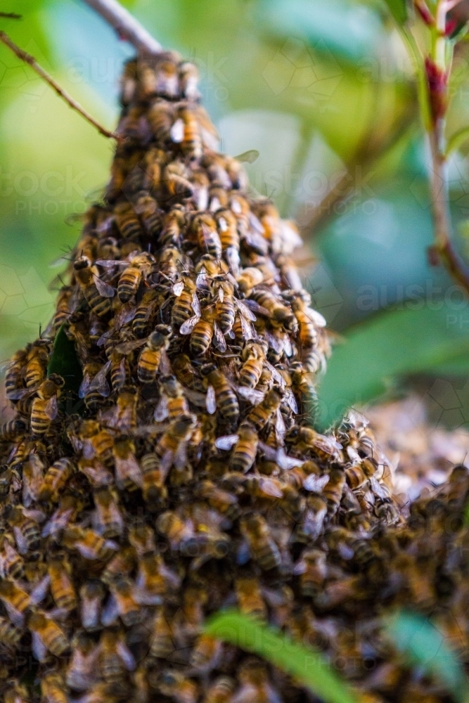 Honey Bee's nesting in a tree forming a hive - Australian Stock Image