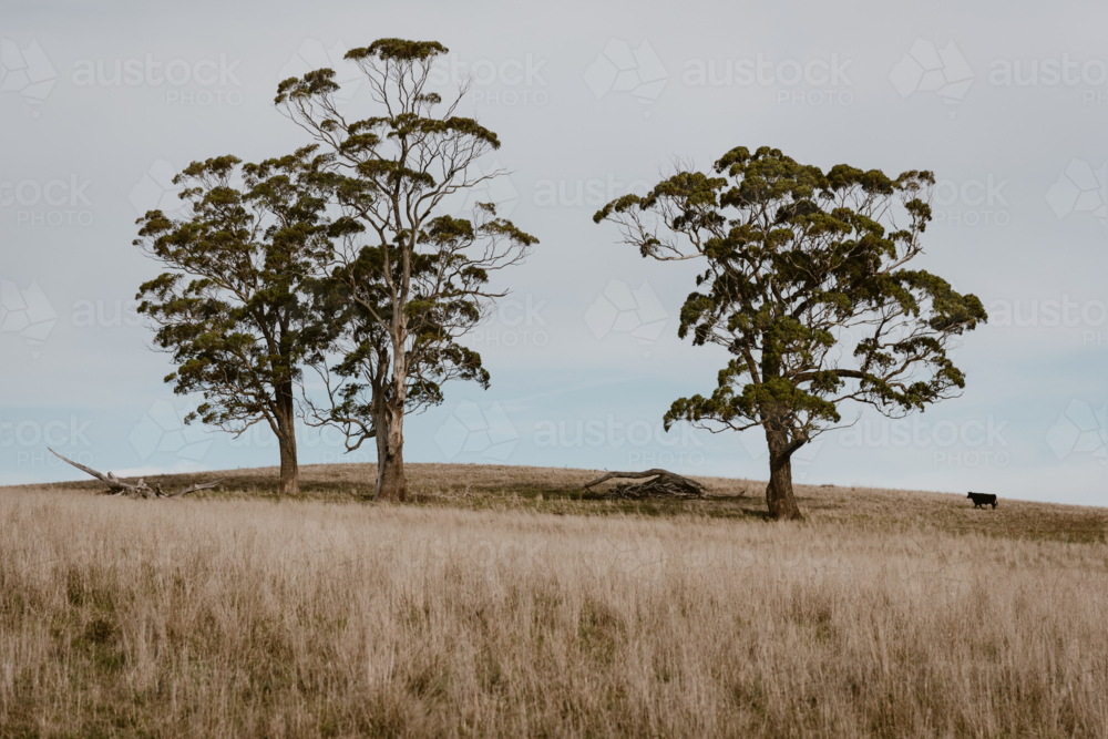 3 gum trees on a dry grassy hill with an Angus cow - Australian Stock Image