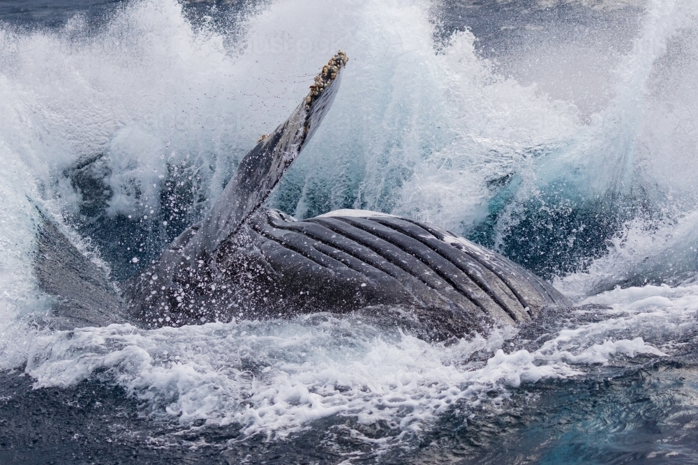 40 ton splash as breaching humpback hits the water - Australian Stock Image