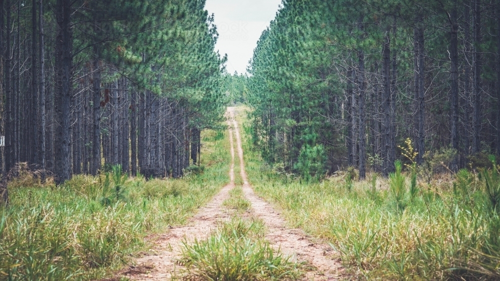 4WD track through the pine forest - Australian Stock Image