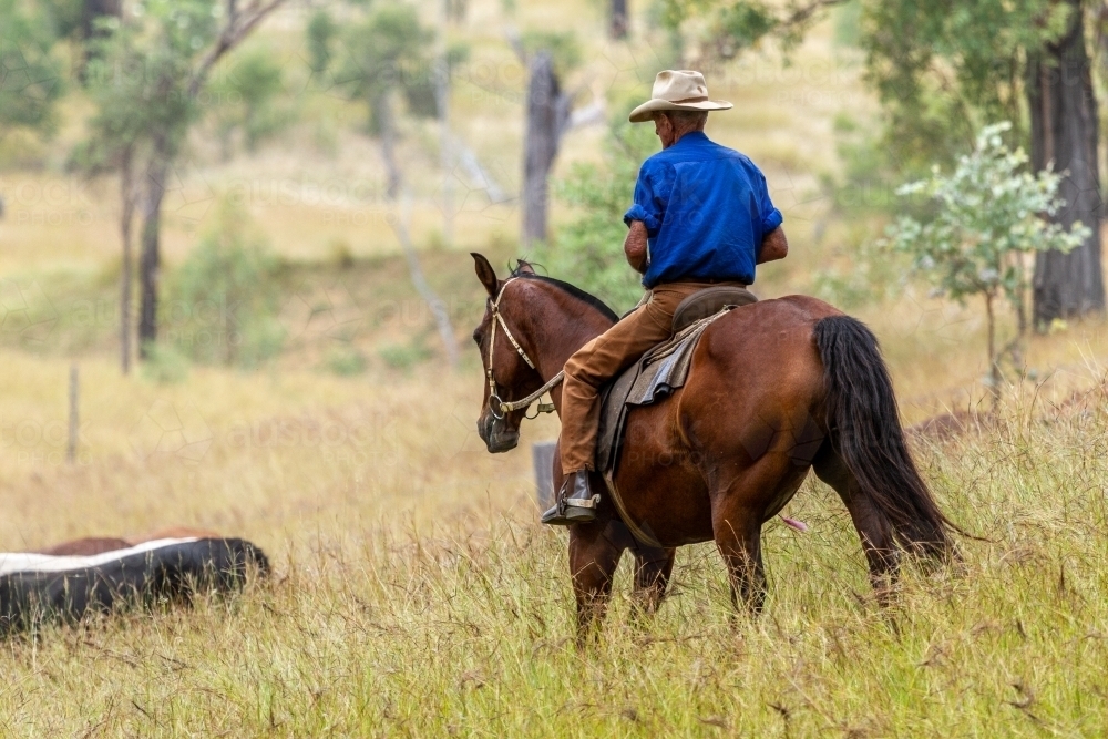 A 90 year old stockman in blue shirt mustering cattle on a horse. - Australian Stock Image