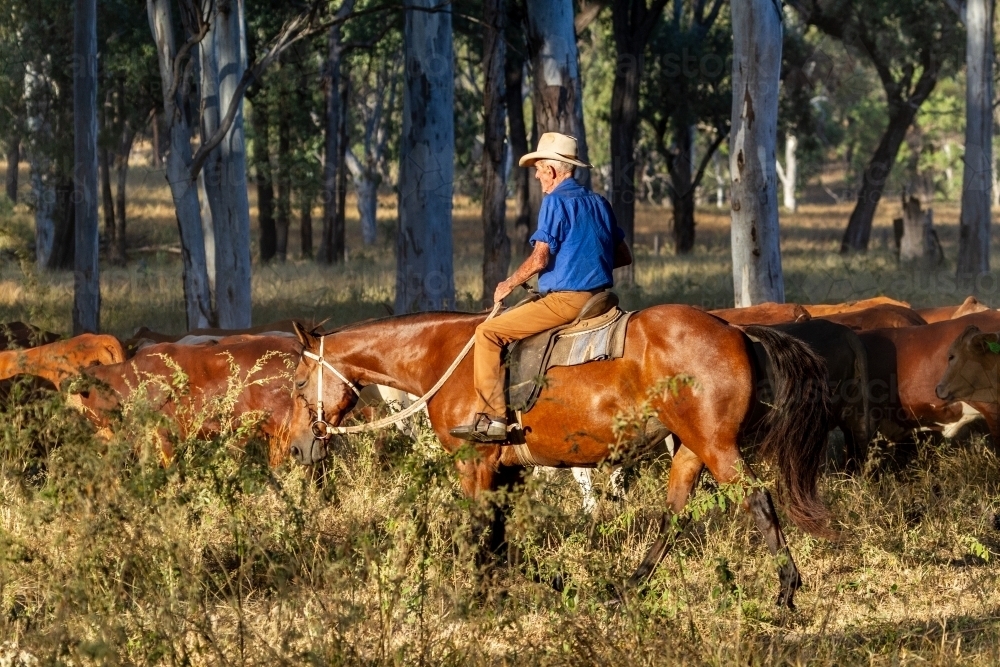 A 90 year old stockman on his horse alongside a mob of cattle during mustering. - Australian Stock Image