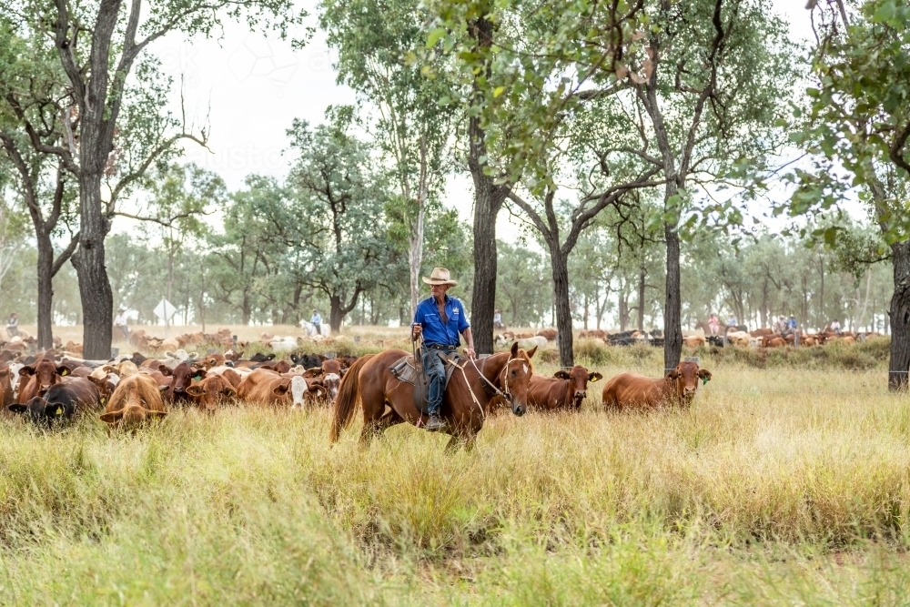 A 90 year old stockman on his horse leads a mob of cattle during mustering. - Australian Stock Image