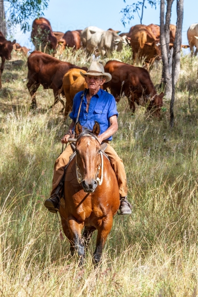 A 90 year old stockman on his horse leads a mob of cattle during mustering. - Australian Stock Image