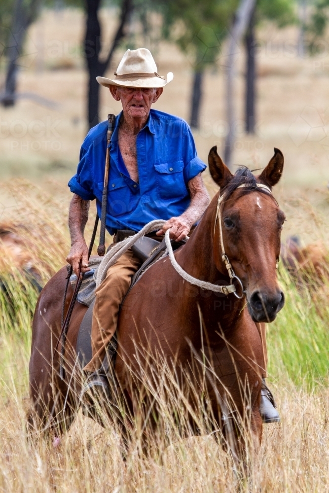 A 90 year old stockman on horse mustering a mob of cattle. - Australian Stock Image