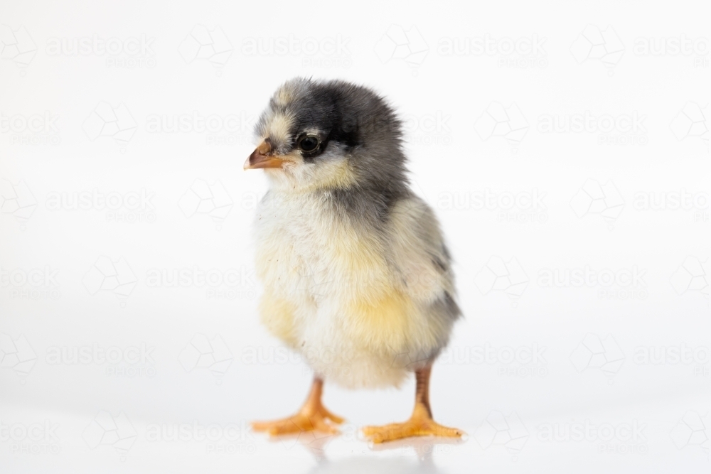 A baby chick with a white back ground - Australian Stock Image