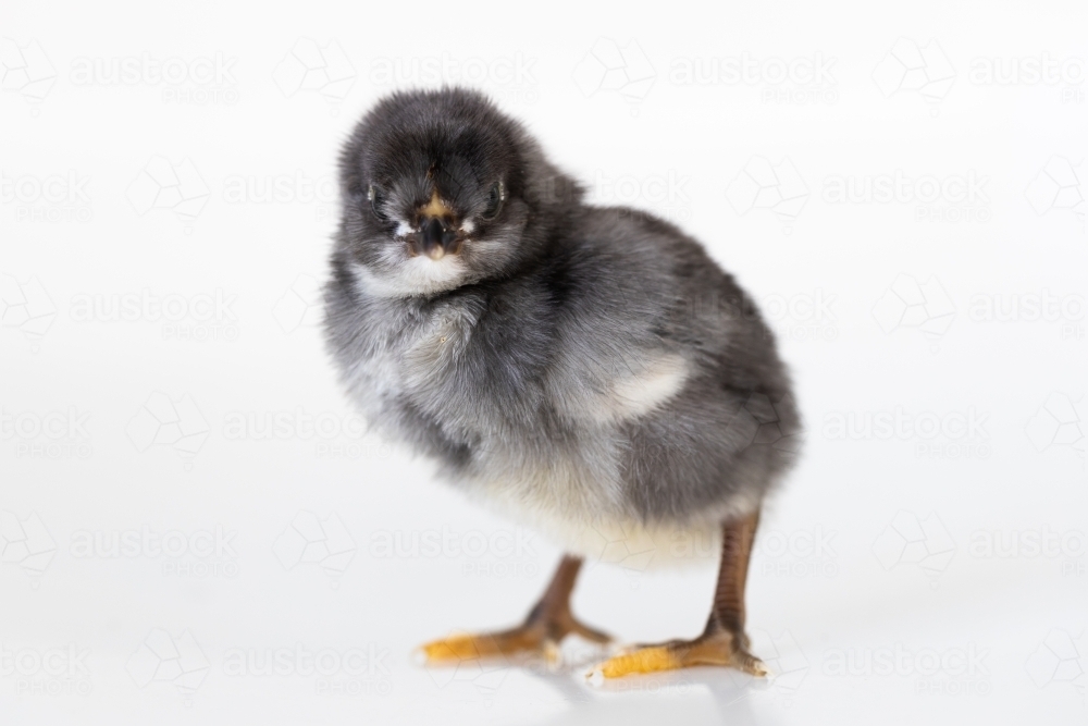 A baby chick with a white back ground - Australian Stock Image