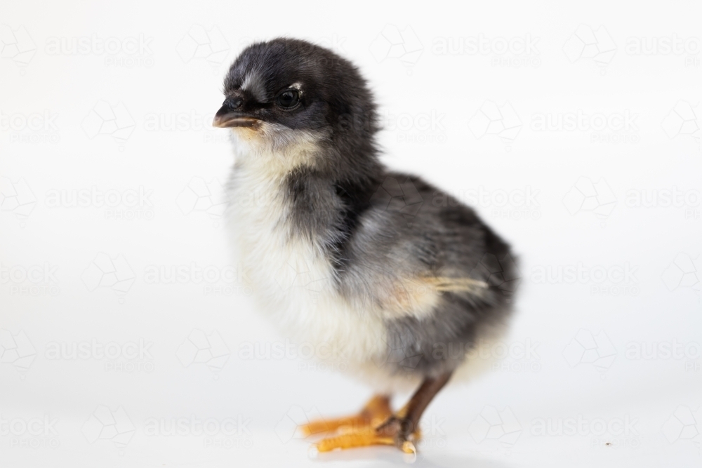 A baby chick with a white back ground - Australian Stock Image