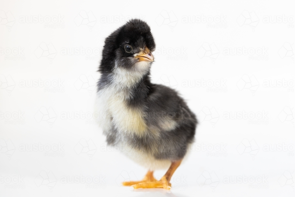 A baby chick with a white back ground - Australian Stock Image