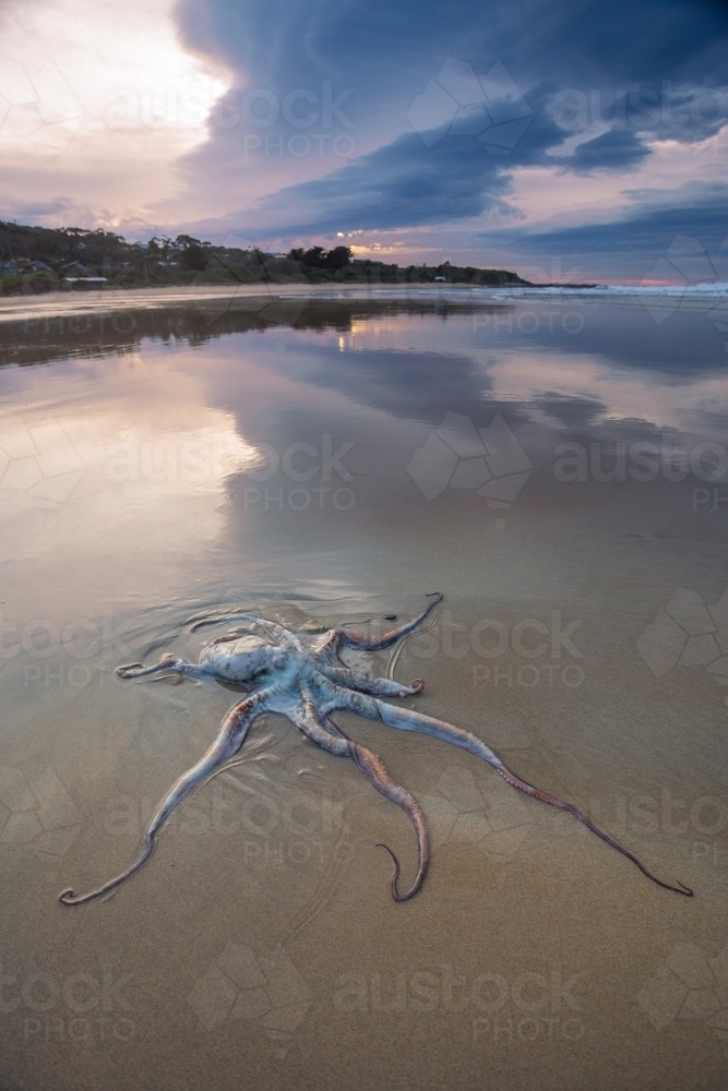 A beached octopus lying on the sand under a stormy sky - Australian Stock Image