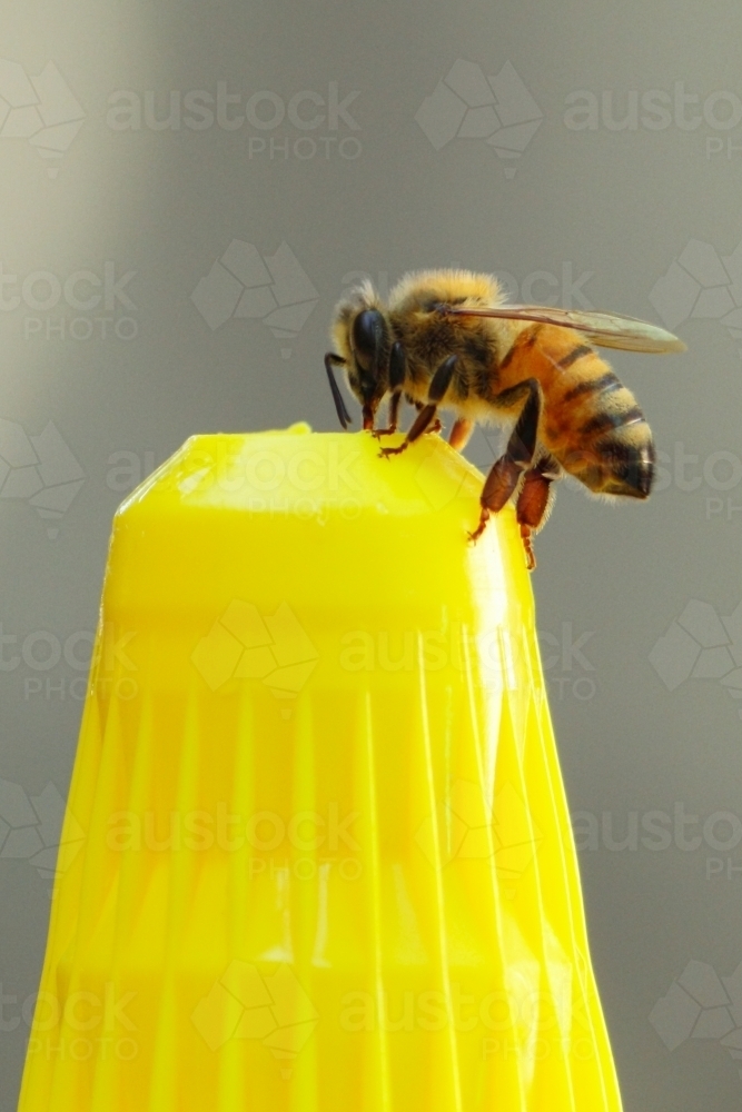 A bee consumes honey from the opening of a honey container. - Australian Stock Image