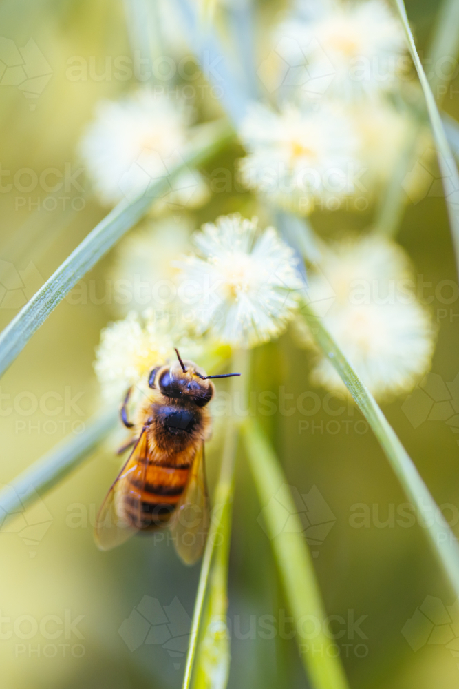 A bee is busy pollinating in wattle tree on a warm spring day in Melbourne, Victoria, Australia - Australian Stock Image