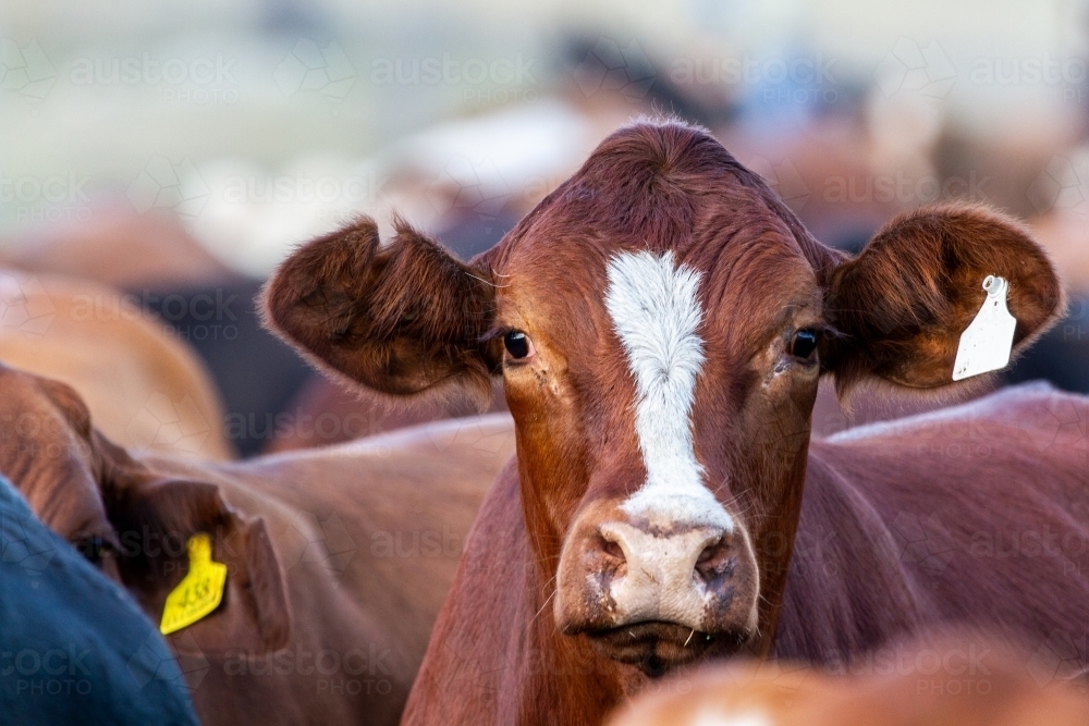 A beef heifer raises her head to observe. - Australian Stock Image