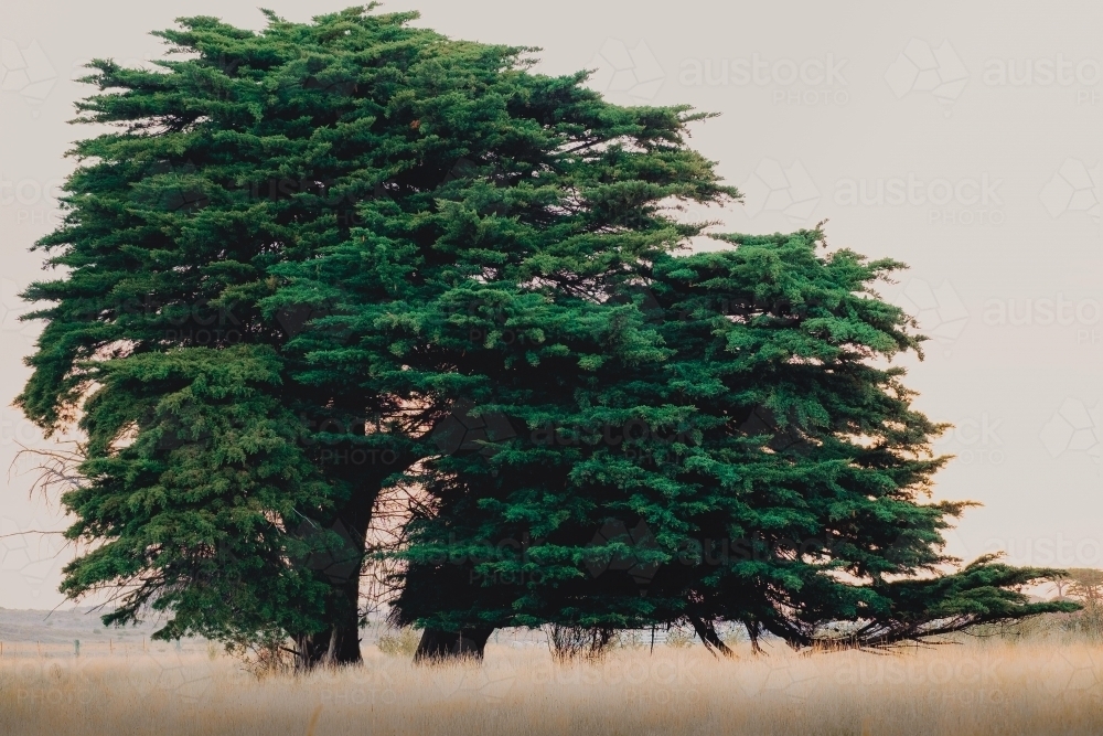 A big old cypress tree stands alone at sunset - Australian Stock Image