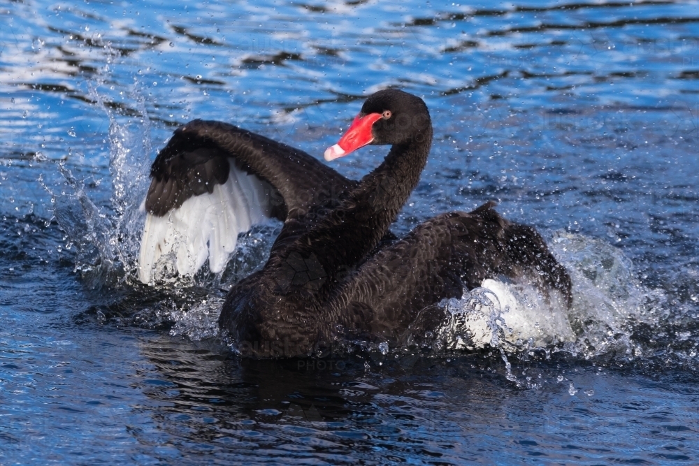 A black swan putting on some energetic displays to impress his mate - Australian Stock Image