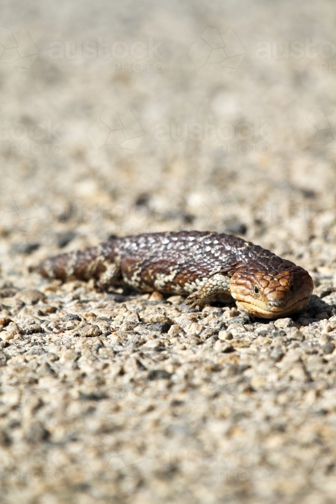 A bobtail or blue-tongue lizard - Australian Stock Image