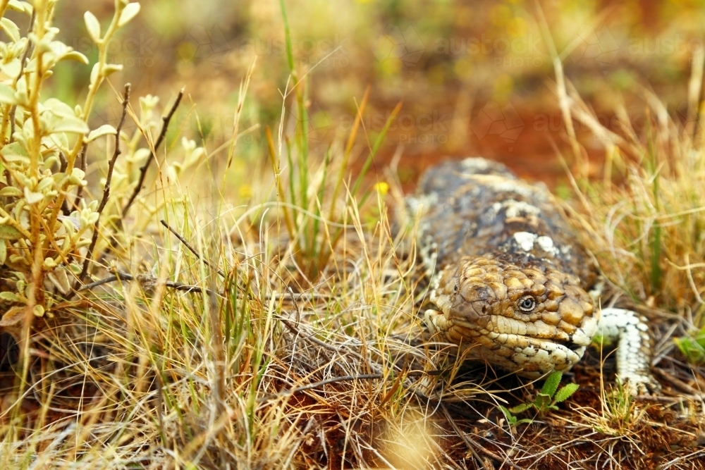 A bobtail or blue-tongue lizard - Australian Stock Image