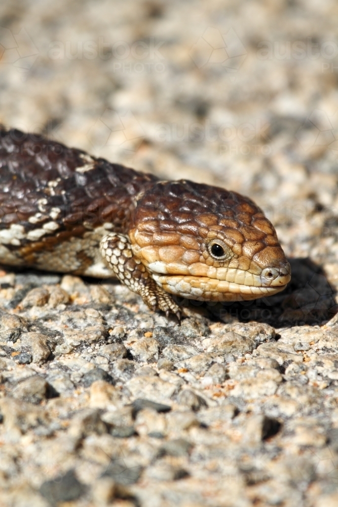 A bobtail or blue-tongue lizard - Australian Stock Image