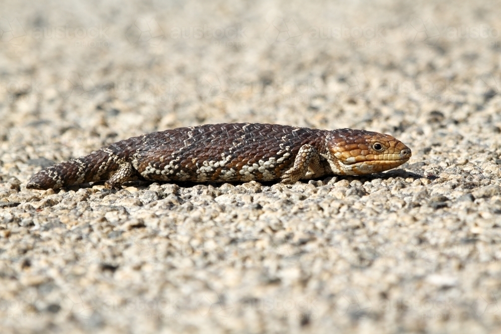 A bobtail or blue-tongue lizard - Australian Stock Image