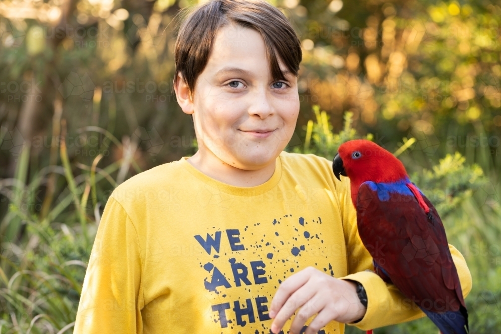 A boy holding an australian red and blue female eclectus parrot, the parrot is wearing a harness - Australian Stock Image