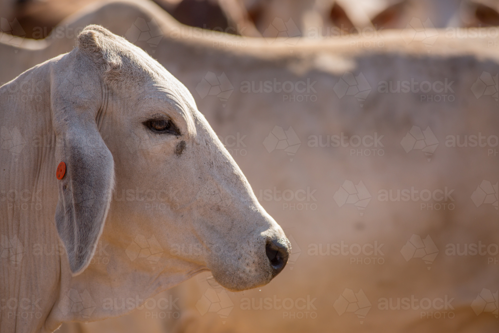 A brahman cow in the yards - Australian Stock Image