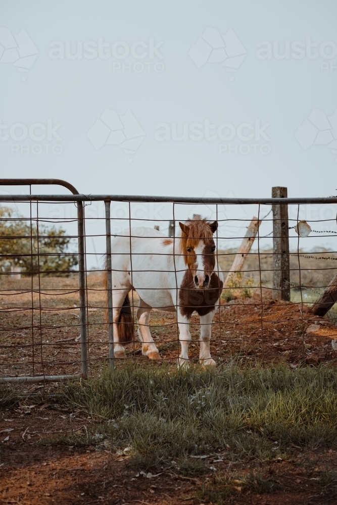 A brown and white pony standing behind a gate on a farm - Australian Stock Image