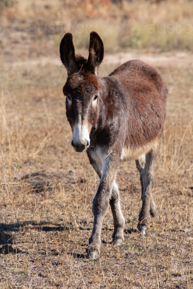 A brown donkey - Australian Stock Image