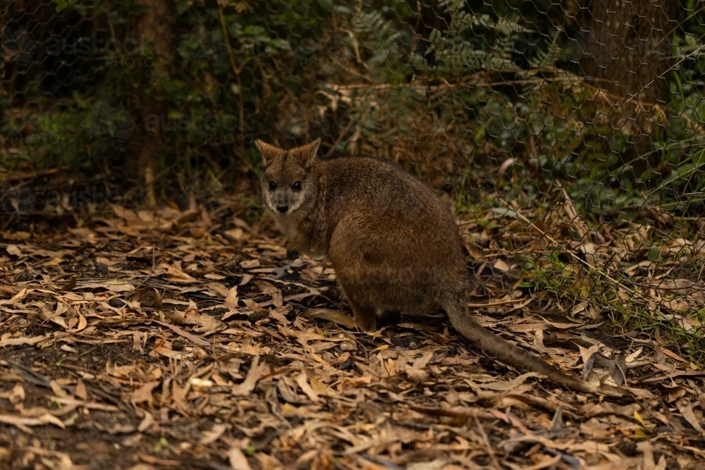 A brush tailed rock wallaby the animal emblem of Australian capitol territory and vulnerable animal - Australian Stock Image