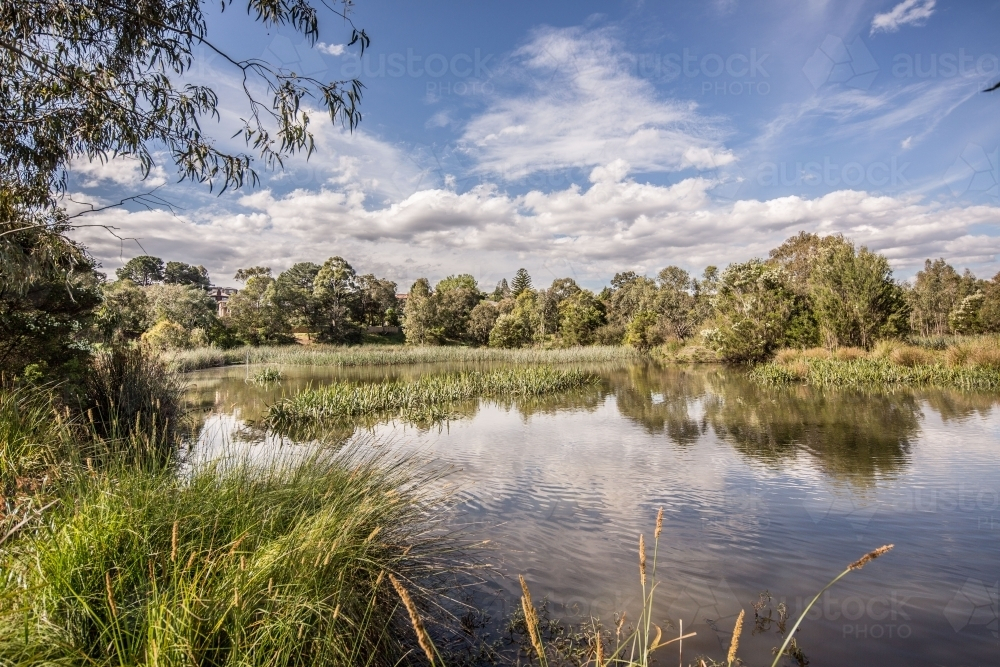 A calm lake surrounded by trees and tall grass - Australian Stock Image