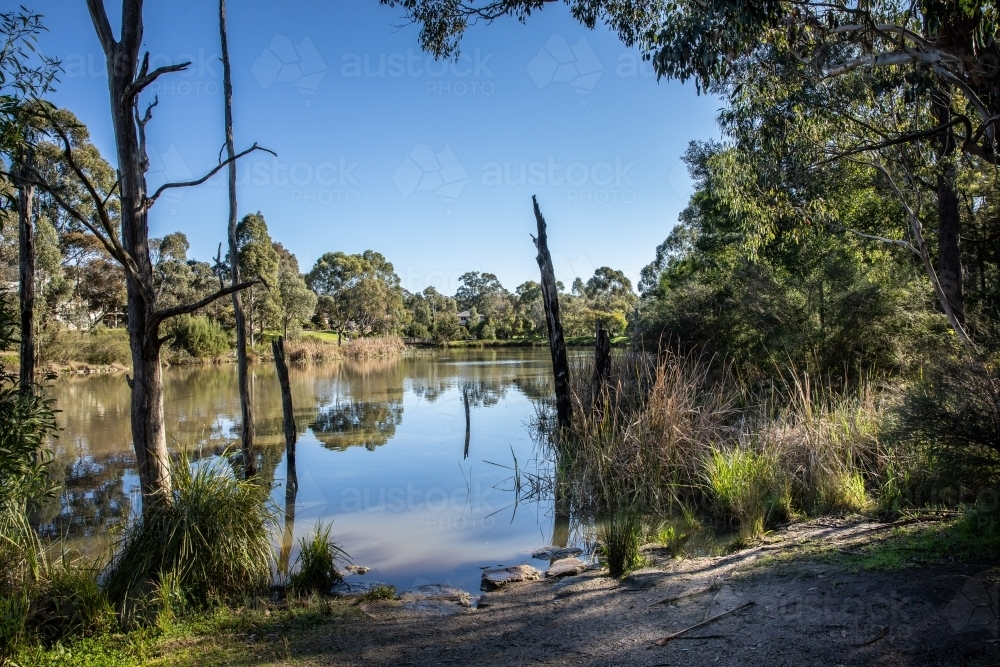 A calm lake surrounded by trees and tall grass - Australian Stock Image