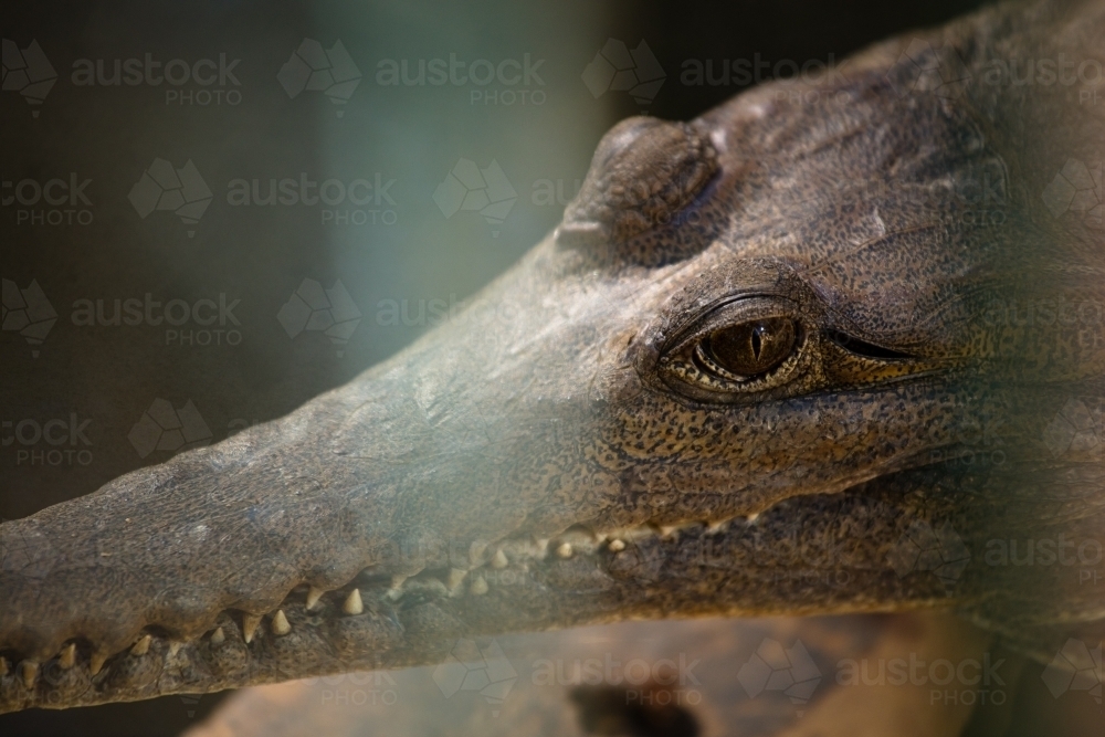 A captive freshwater crocodile's head basking on rock - Australian Stock Image