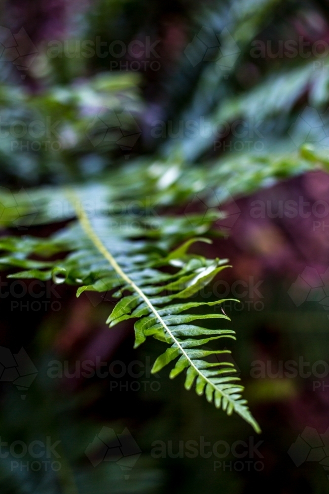 A close up of a fern frond in soft dappled light - Australian Stock Image