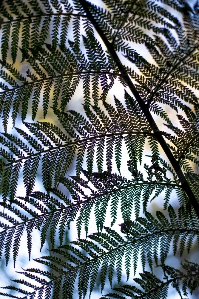 A close up of a fern frond in soft dappled light - Australian Stock Image