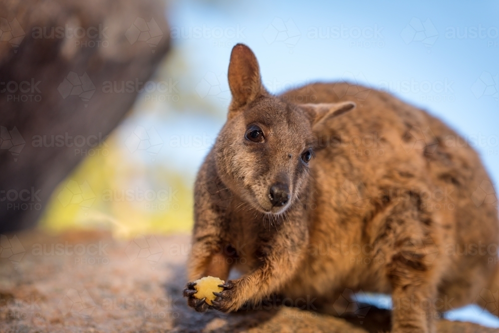 a close-up of a rock wallaby looking at the camera while holding a small piece of food - Australian Stock Image