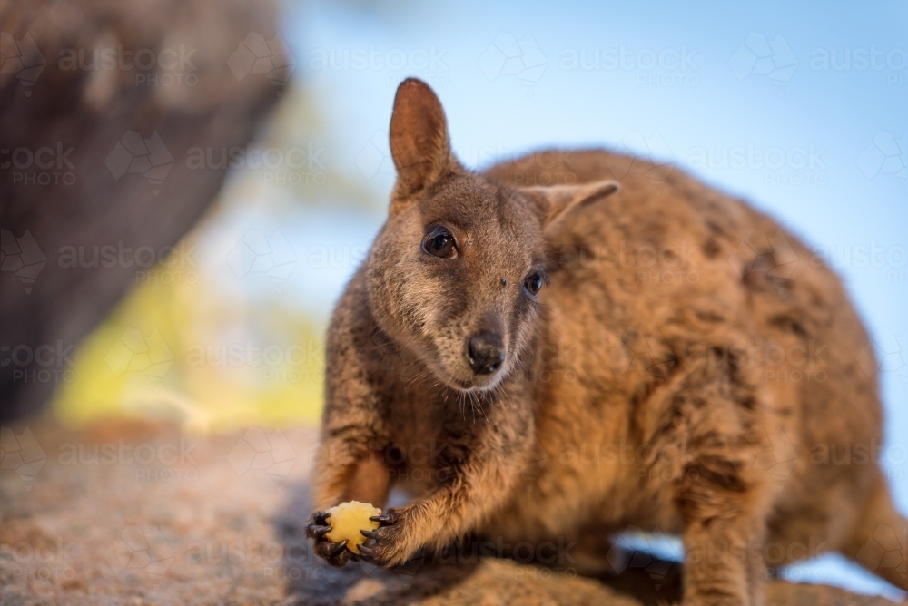 a close-up of a rock wallaby looking at the camera while holding a small piece of food - Australian Stock Image