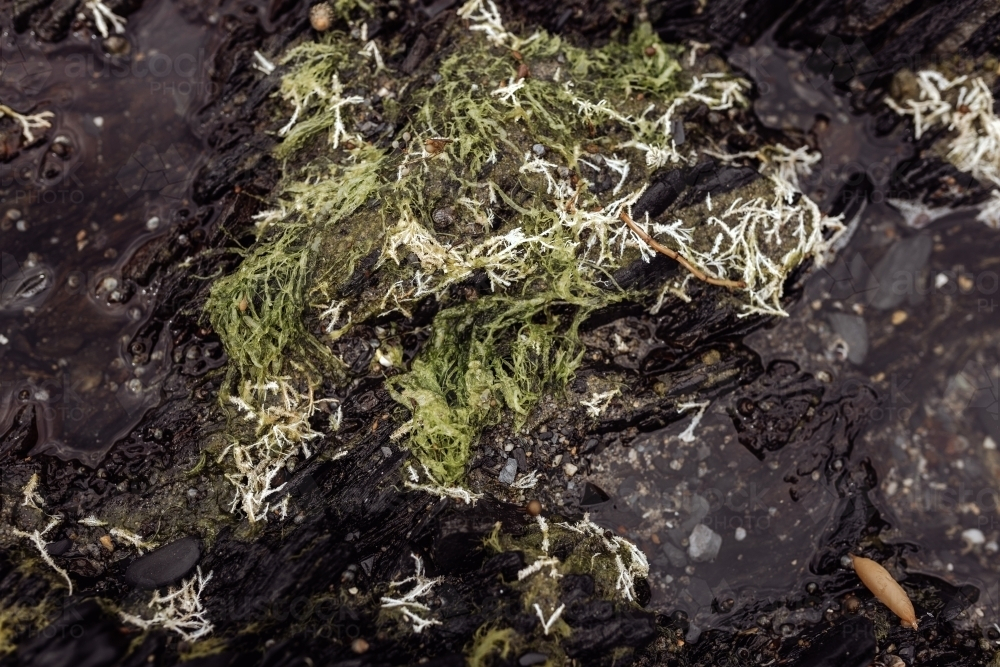 A close-up of dark rocky surface with green and white algae or seaweed. - Australian Stock Image