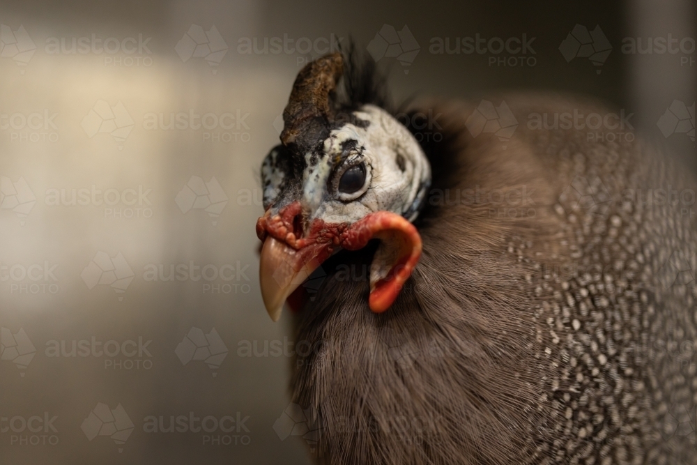 A close up shallow depth of field photo of a helmeted guineafowl (Numida meleagris) - Australian Stock Image