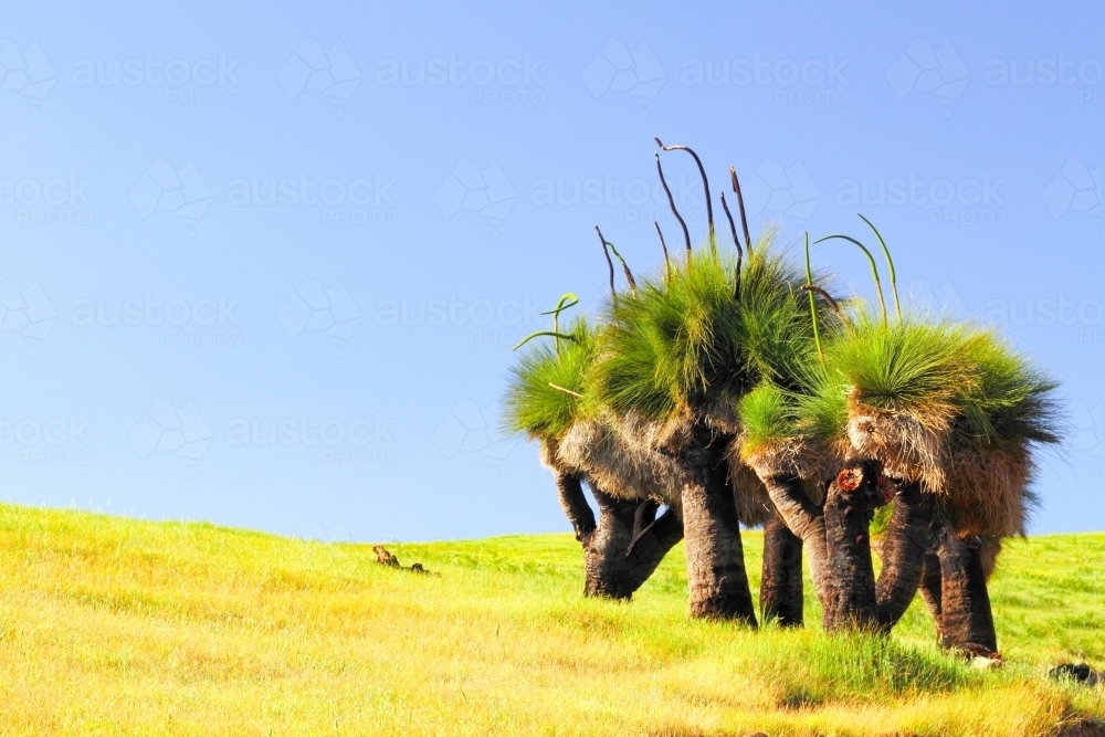 A clump of grass trees on a grassy field. - Australian Stock Image