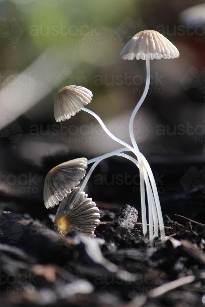 A Cluster of Delicate Fungi take a bow as the Sun Rises - Australian Stock Image