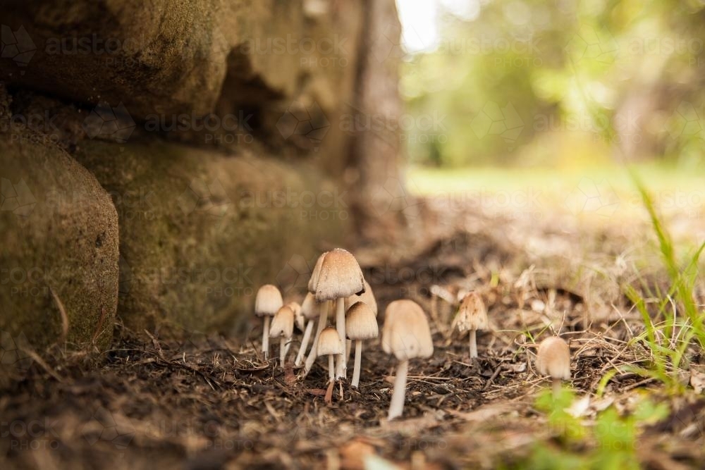 A cluster of fungi growing beside the garden edging - Australian Stock Image