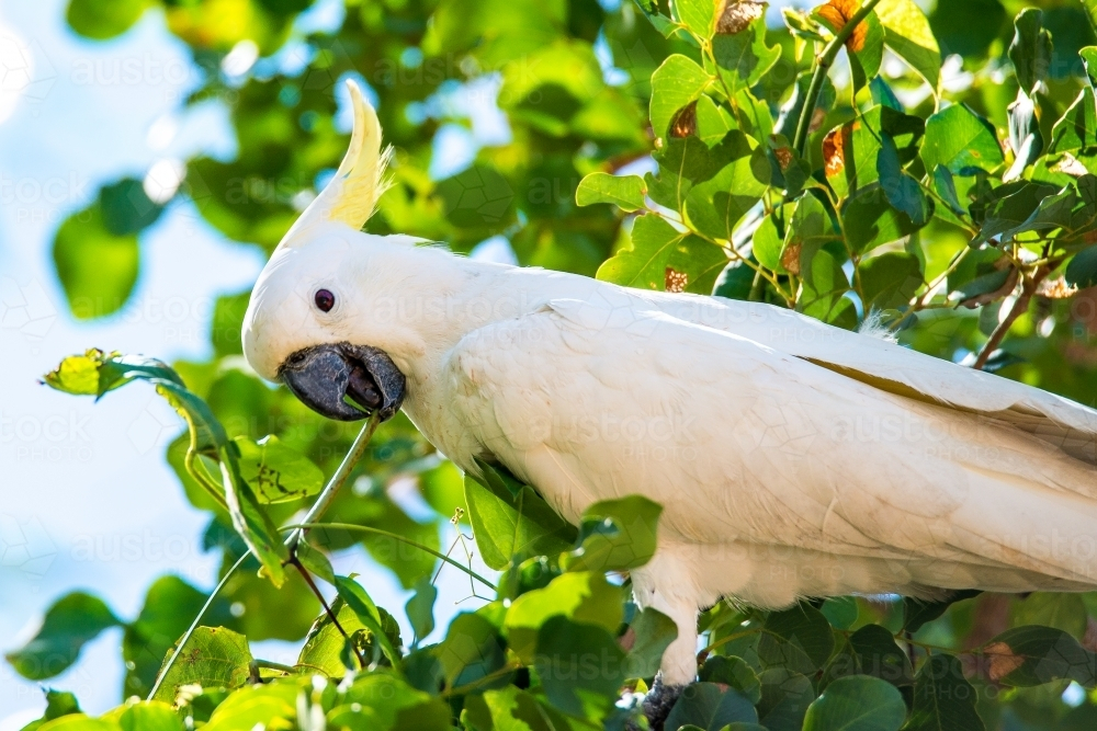 A cockatoo perched on a tree branch - Australian Stock Image