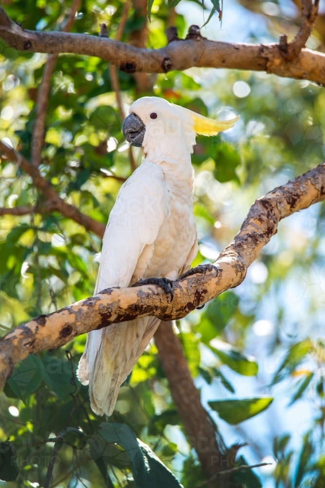 A cockatoo perched on a tree branch - Australian Stock Image