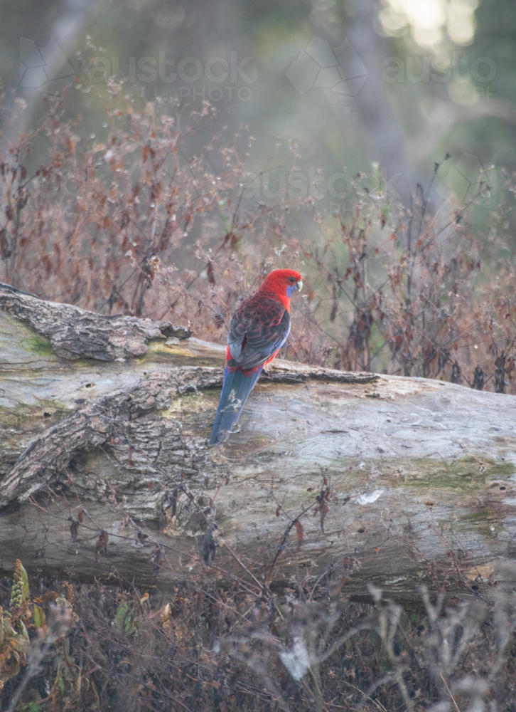 A colourful crimson rosella bird on an old tree log - Australian Stock Image