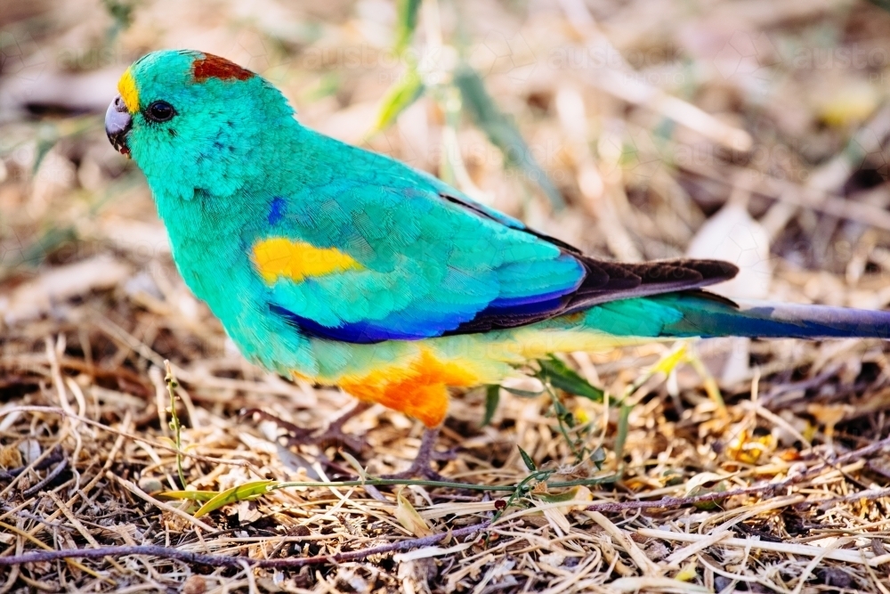 A colourful male Mulga Parrot walks along the grassy ground in search of food. Northern Territory. - Australian Stock Image