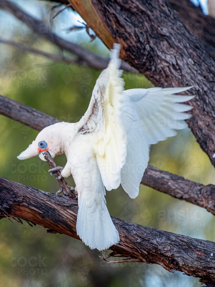 A corella bird biting a thin branch of a tree. - Australian Stock Image